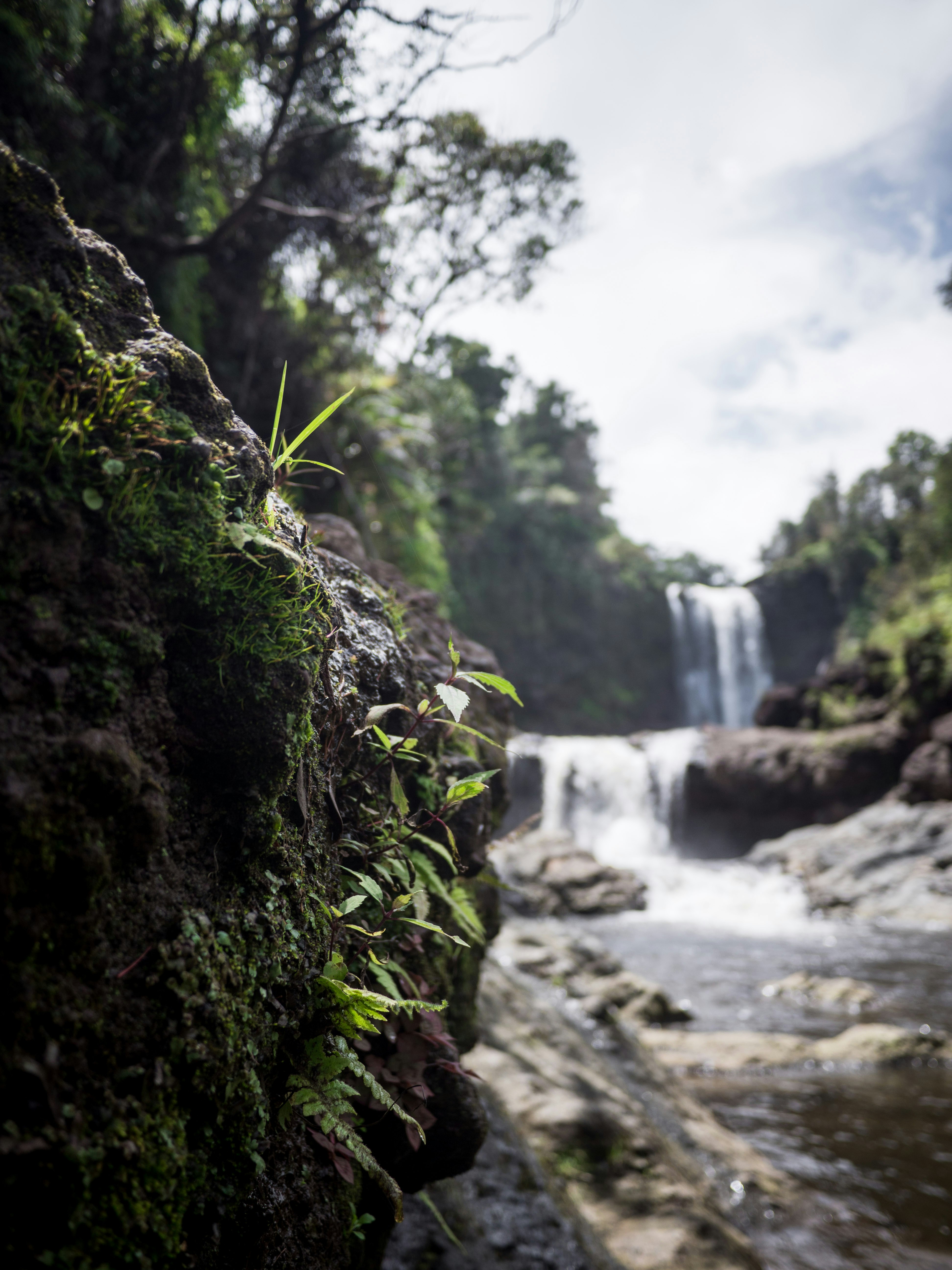 green moss on brown rock near waterfalls during daytime